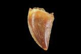Serrated, Raptor Tooth - Morocco #72684-1